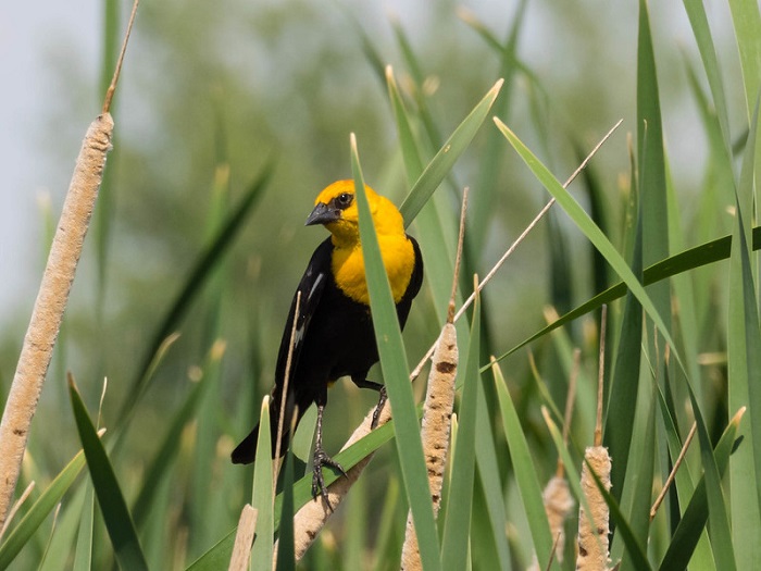 Ilsutrasi burung hitam berkepala kuning.