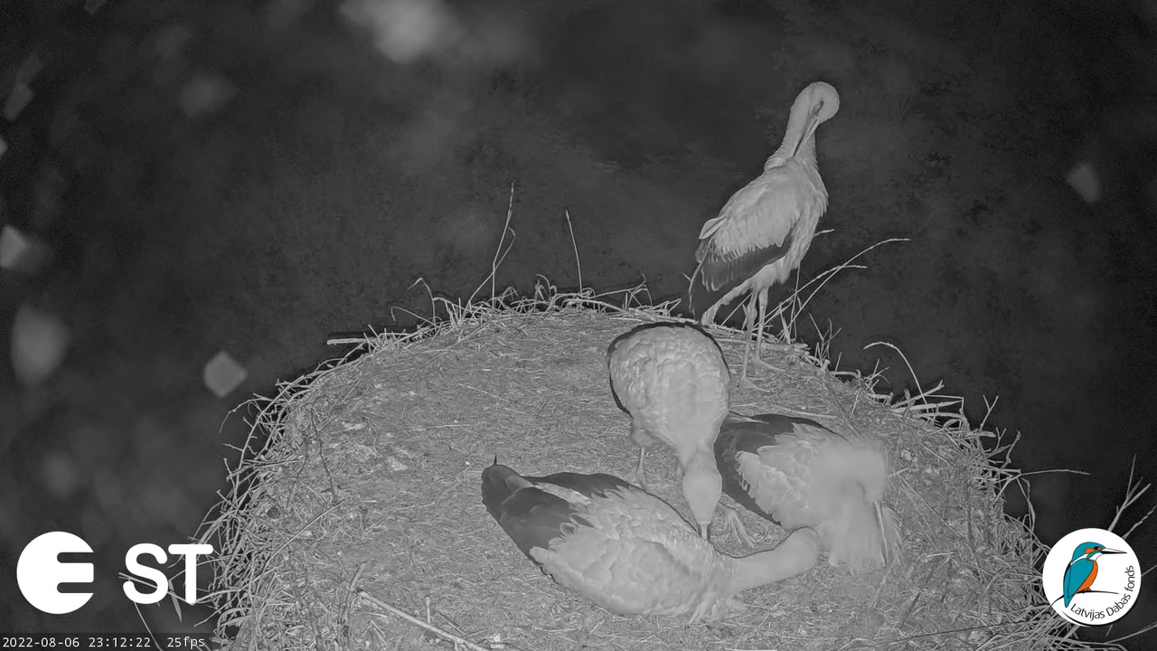 Baltie stārķi (Ciconia ciconia) Tukuma novadā - LDF tiešraide __ White storks in Tukums, Latvia 12-8
