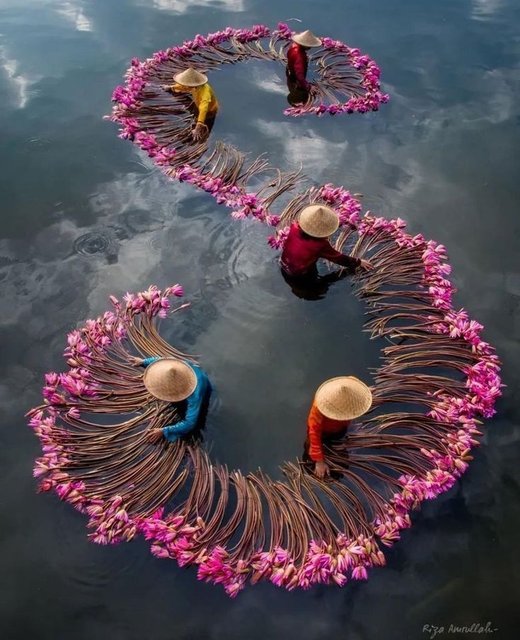 pink-flowers.jpg