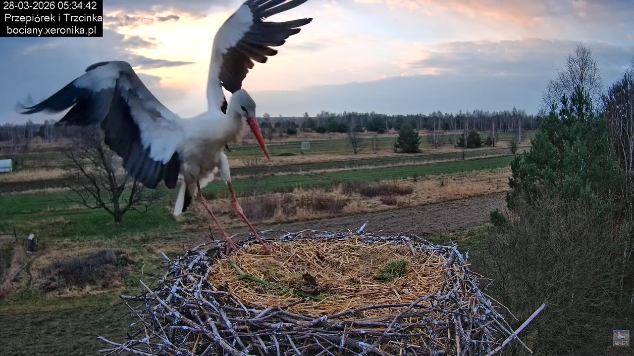 28032026bociany 3