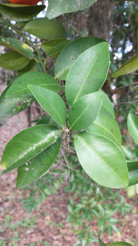 leaves