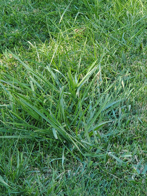Odd wide blade grass? Lawn Care Forum