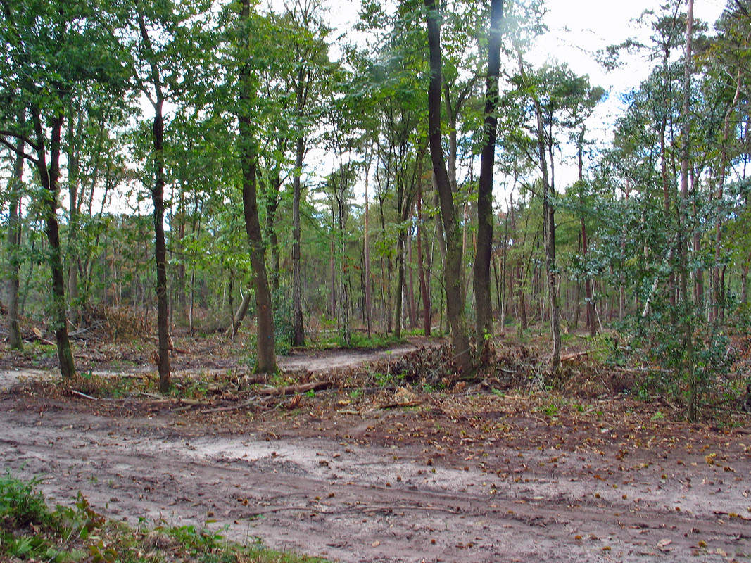 houtkap amerikaanse eik loon op zand  (5)