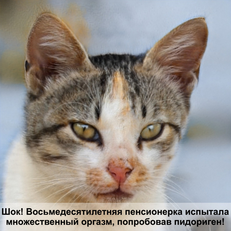 когда кот считается старым