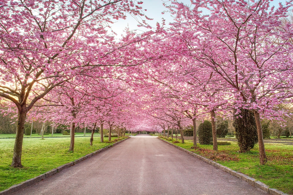 cherry blossoms after winter manga