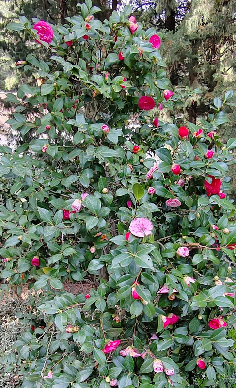 камелия японская