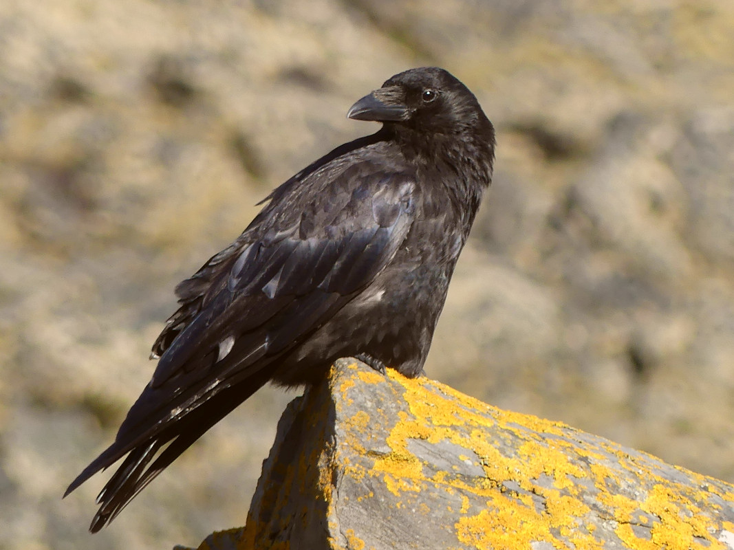 CROW 11 270724