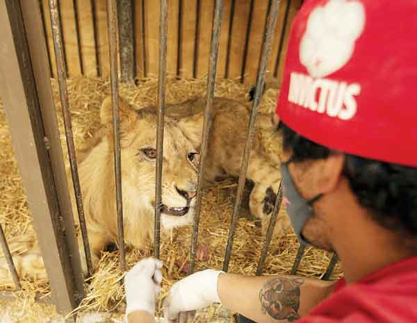 Cachorro de león rescatado en Edomex se debate entre la vida y la muerte