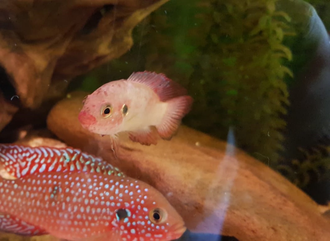 WhatsApp Image 2018-07-19 at 17.25.00