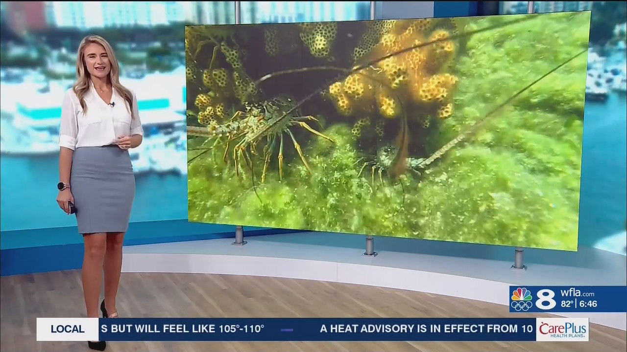 NewsChannel 8 Today at 6a_20240809_11001200.ts_snapshot_00.47.48.888