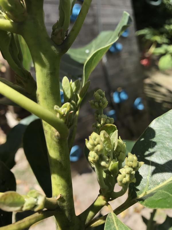 avocadoflowers?22018
