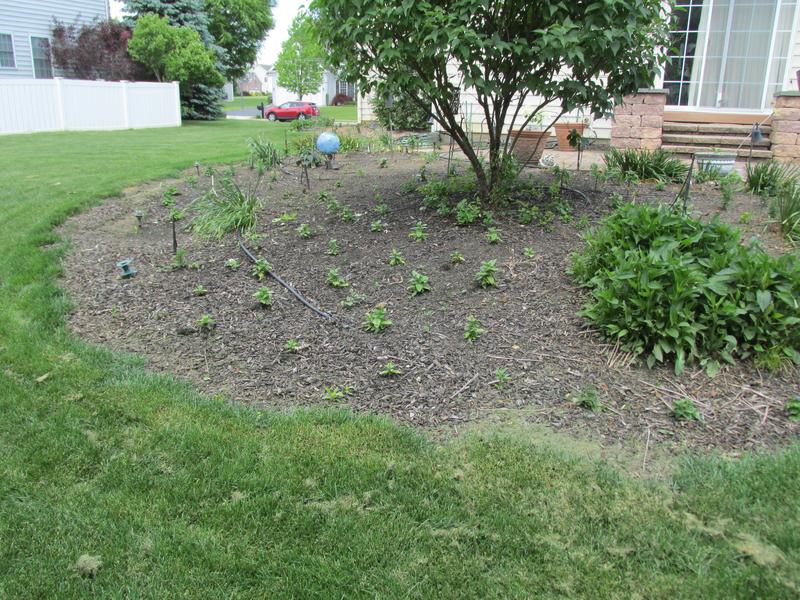 Lawn and Gardens 05.26.2019  (3)