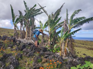 Terevaka:Ahu Te Peu-Vai Mata-Ana O'Heu-Ahu a Tenga-Hanga O Teo-Papa Tekena - Isla de Pascua - Chile (18)