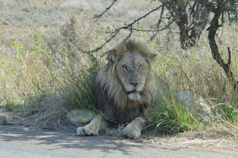 DÍA 11:  KRUGER (Lower Sabie)- SABI SAND (Elephant Plains Game Lodge) - Sudáfrica y Seychelles 2018 -  Una Honeymoon llena de vida (3)