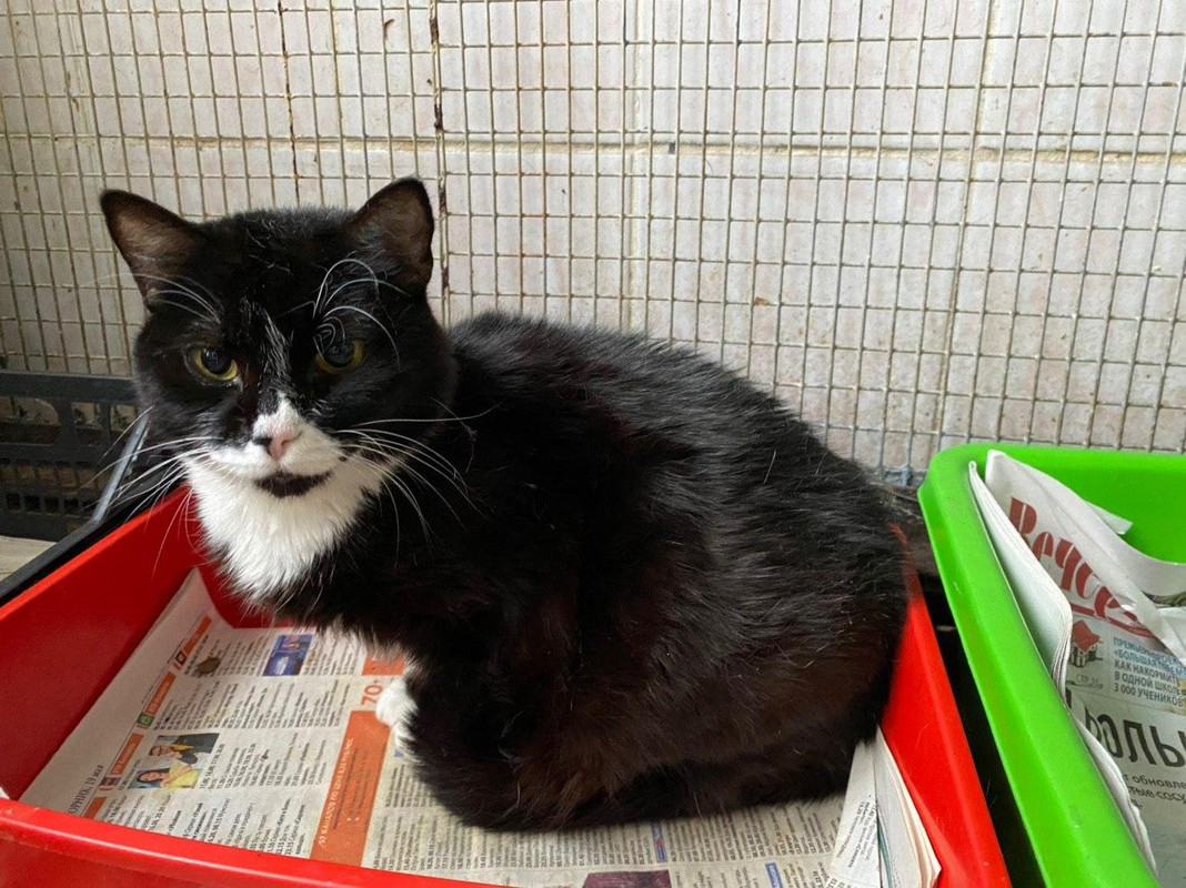 кот кастрат2