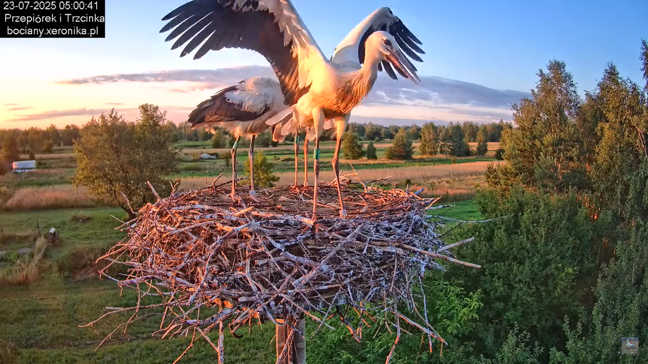 23072025bociany7