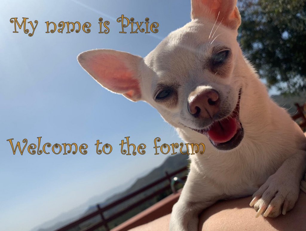 pixie-welcome.jpg