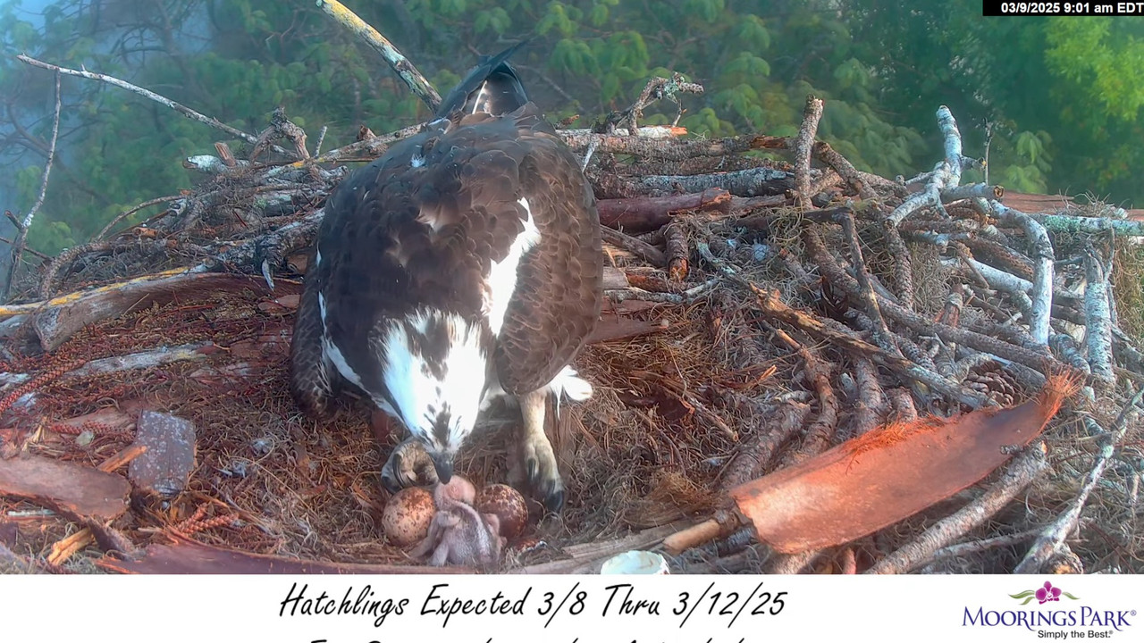 2025 Moorings Park Osprey tiešraides straume Naples, FL 14-0-53 screenshot