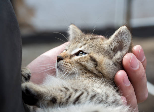 Cat-Care-1.jpg