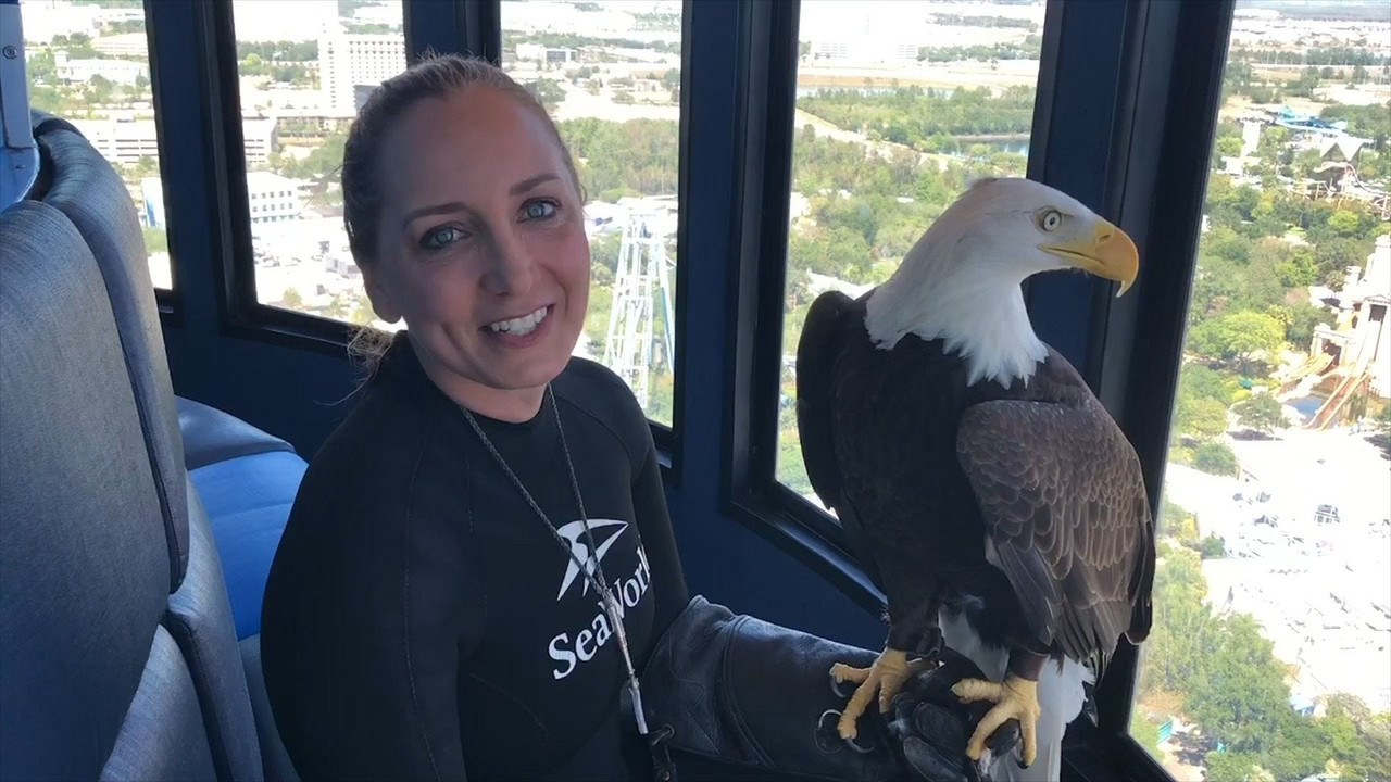 Bald Eagles Considered