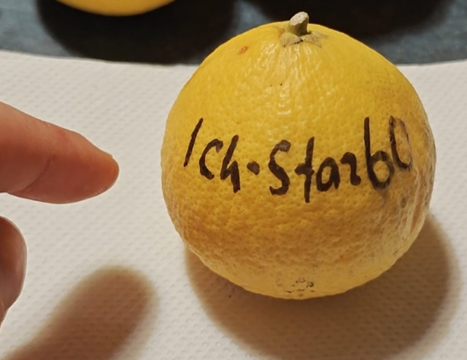 Citrus ichangstar60 whole