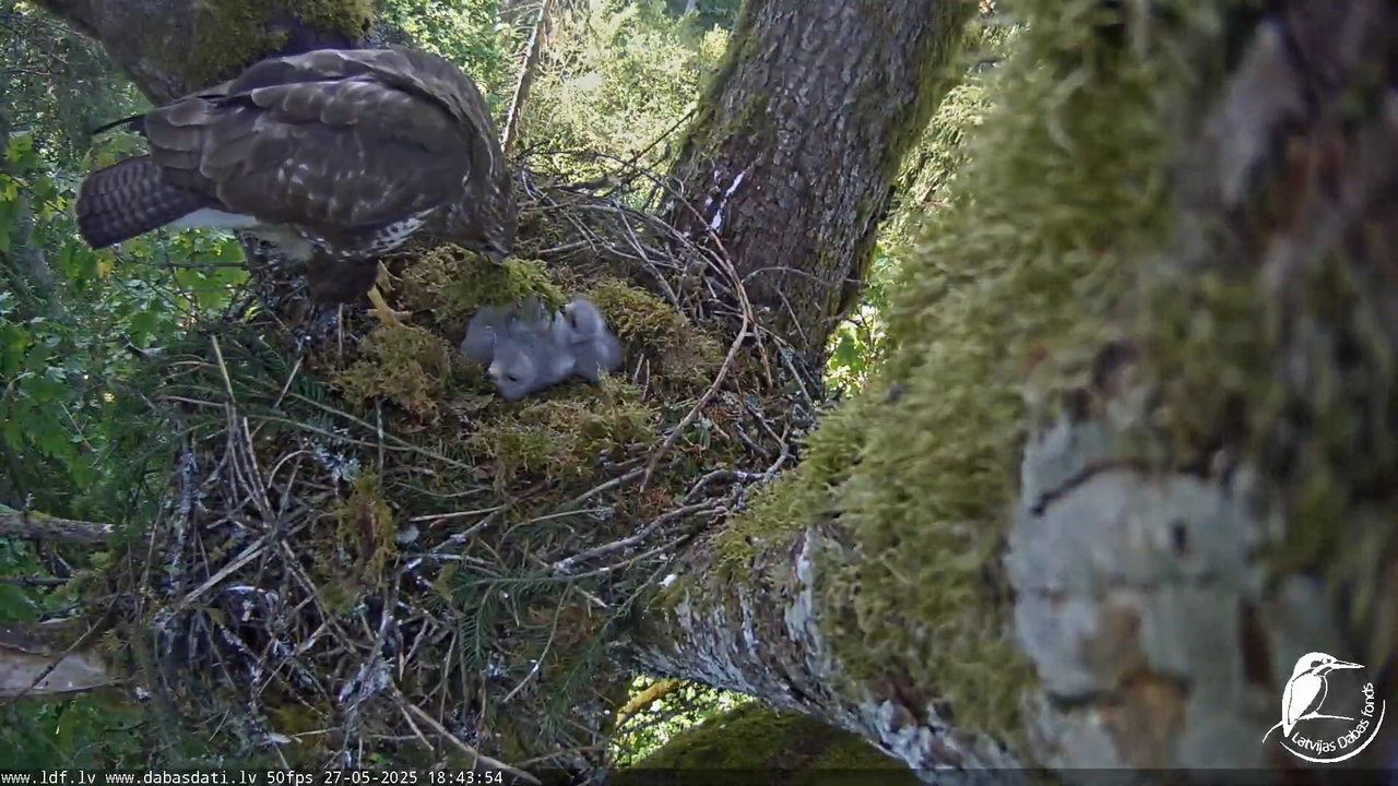 Melnās klijas (Milvus migrans) Kurzemē_ peļu klijāni (Buteo buteo) 12-46-34 screenshot