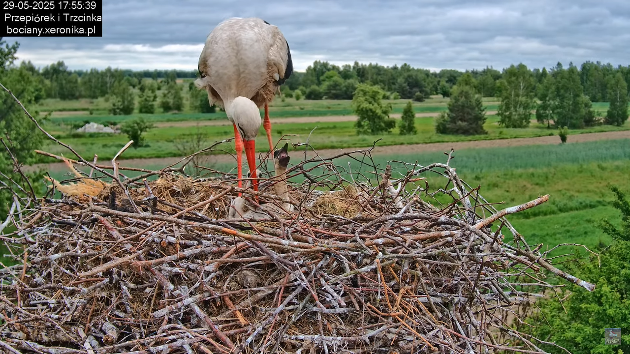 29052025bociany28