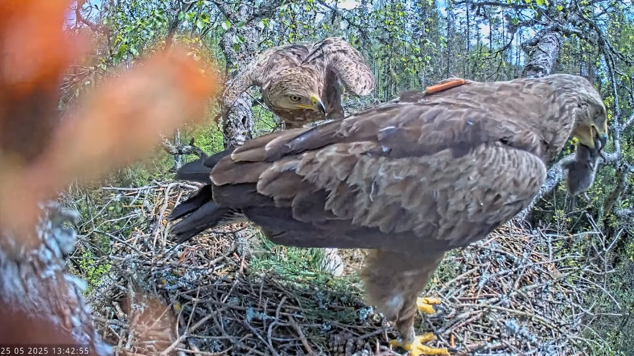 Väike-konnakotkas __ Clanga pomarina __ Lesser Spotted Eagle 13-46-25 screenshot