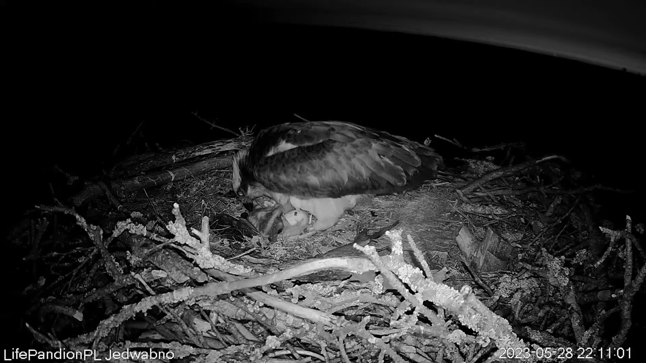 Rybołowy Online Puszcza Napiwodzko-Ramucka _ Ospreys Online in Napiwodzko-Ramucka Forest 3-40-9 scre