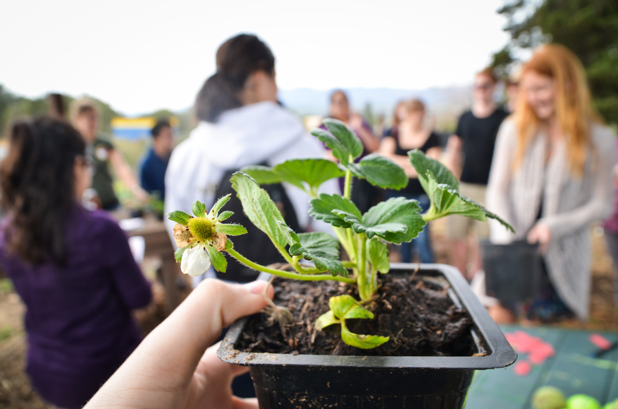 photo of strawberry plant