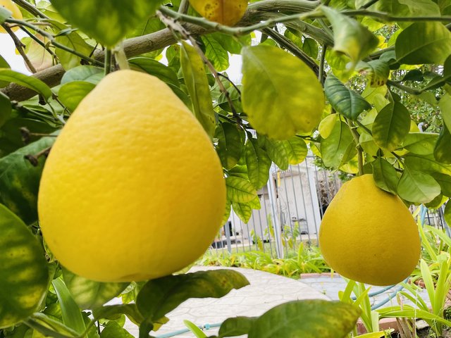 [Image: 981293-F0-24-C8-4-C5-F-80-C3-F59-DE751-AD72.jpg]