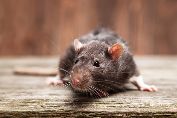 rodent-4.jpg