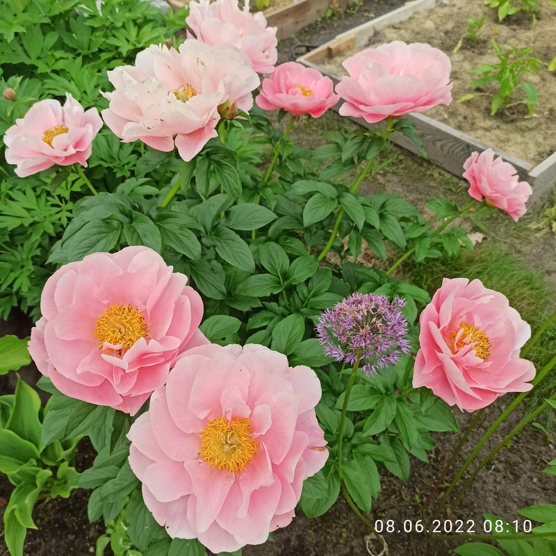 IMG_20220608_081002