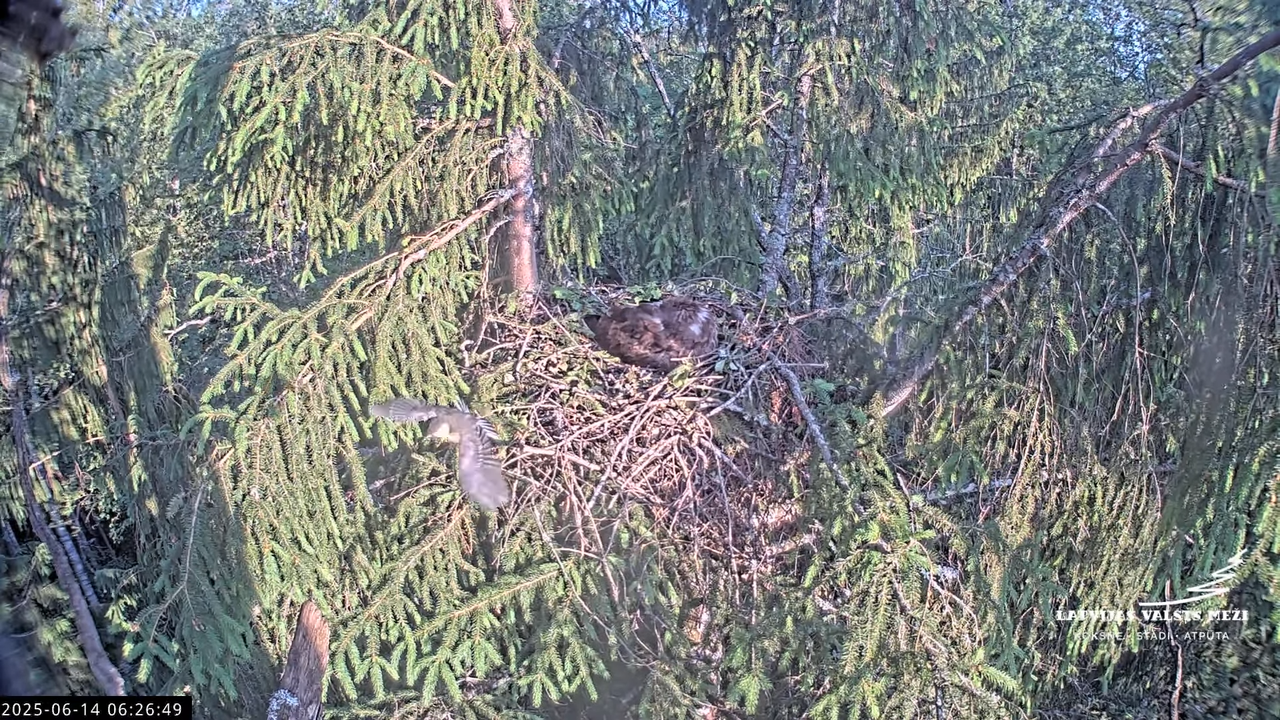 LVM mazais ērglis Lisiņa, egle2 – Lesser Spotted Eagle 8-27-39 screenshot