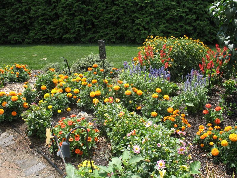 Lawn and Gardens 07.20.2018  (3)