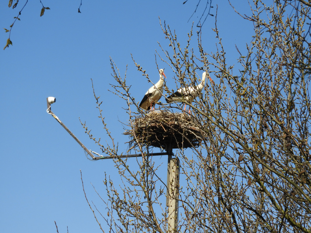 bocianywtrzincu13042025