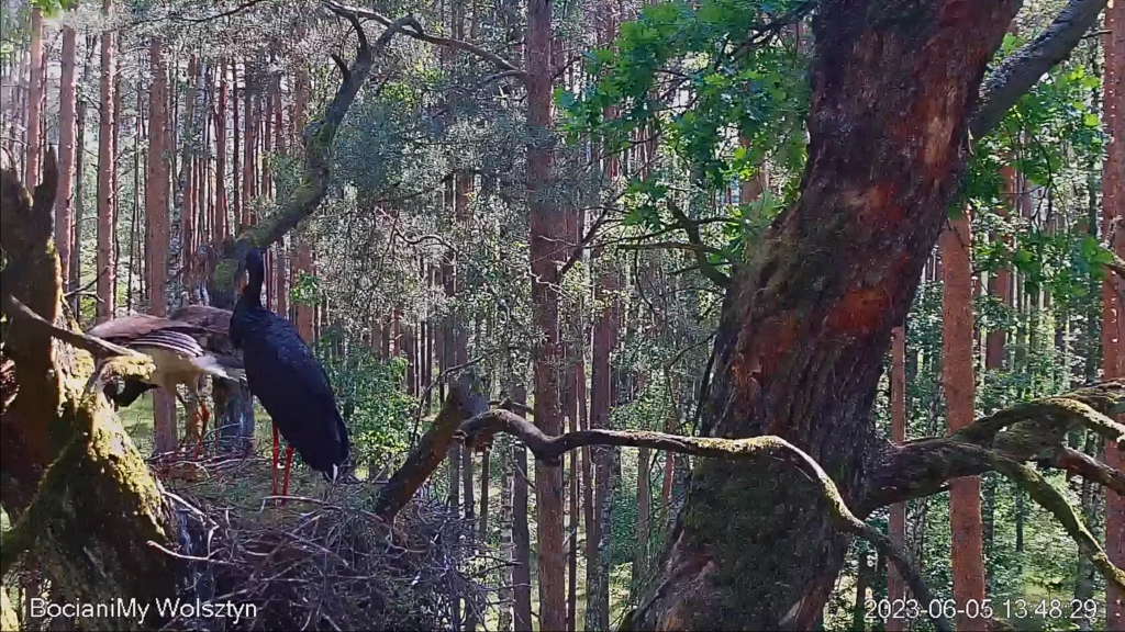 Zrzut ekranu (17231)