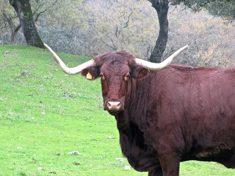 Vaca_retinta_3