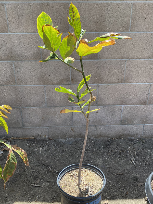 A145169B-119E-4095-91F2-E3E182743113