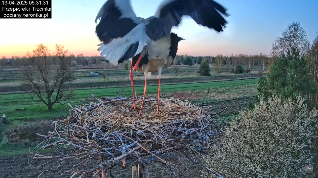 13042025bociany2