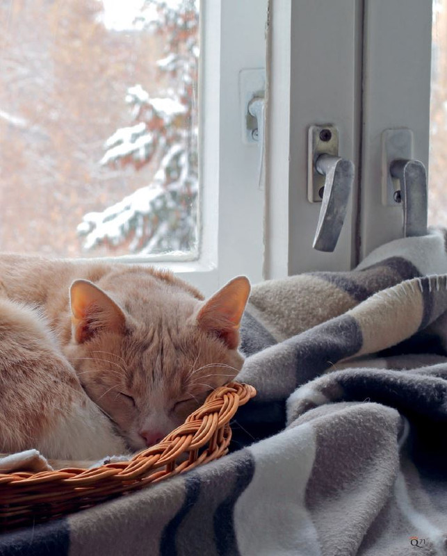 QuattroZampe Gen 2022 (8)