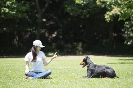 The Ultimate Dog Obedience Training Course