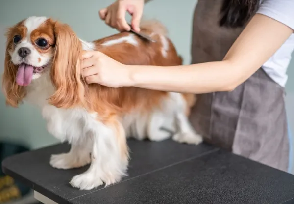 Puppy Grooming