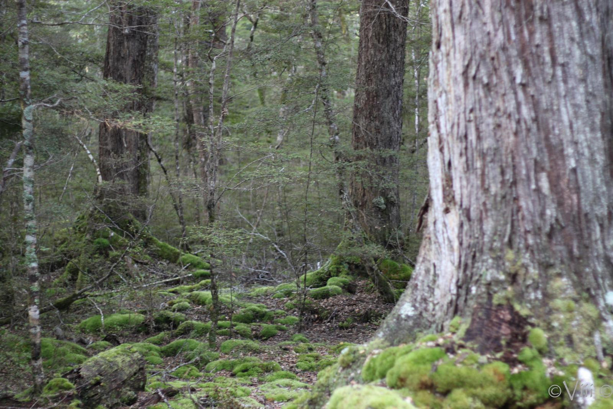Día 13. Doubtful Sound & Fangorn. Noche en Queenstown - Nueva Zelanda/Islas Cook - Viaje de novios a la Tierra Media (7)