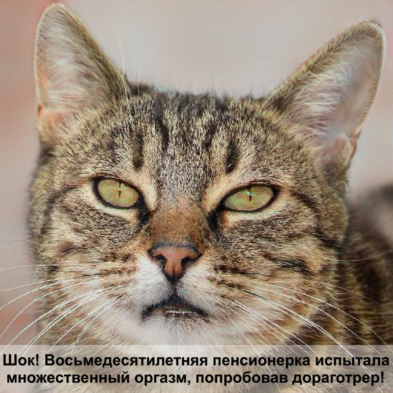 разновидности окрасов шотландских кошек