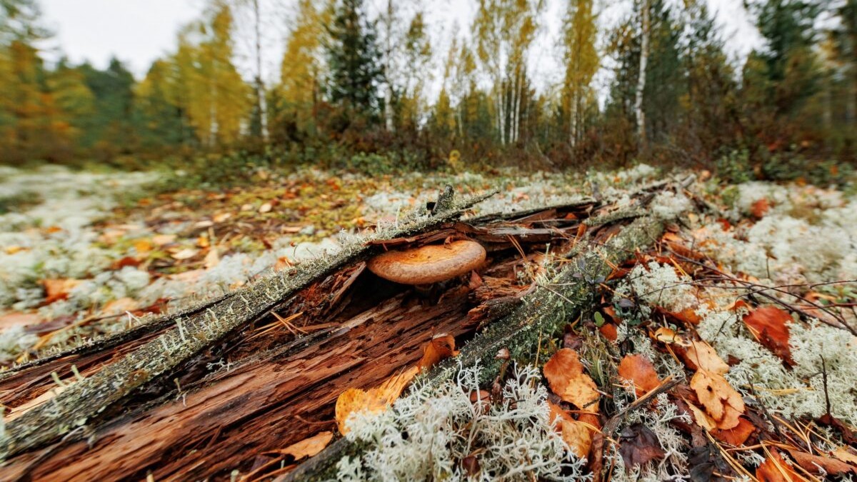 Осень вступает в климатическую норму ✓ Новости Рыбинска и не только
