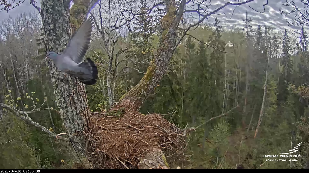 LVM mazais ērglis Lisiņa, ozols2 – Lesser Spotted Eagle 16-23-13 screenshot