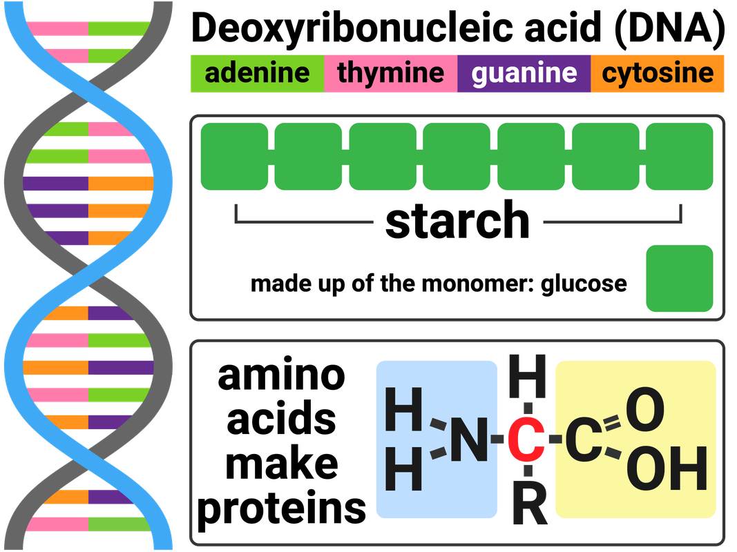 Biological Polymers (DNA, Starch, Proteins)
