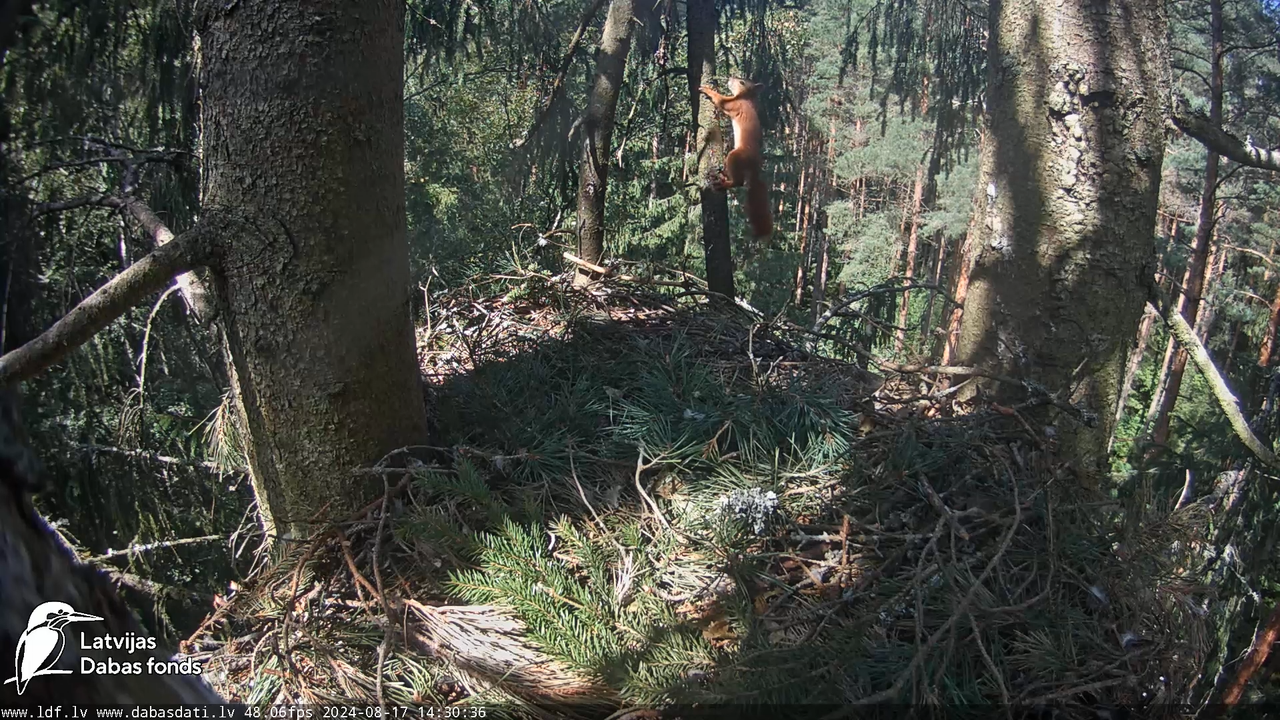 Mazais ērglis (Clanga pomarina), ligzda eglē __ Lesser spotted eagle in spruce, Zemgale, Latvia 15-3