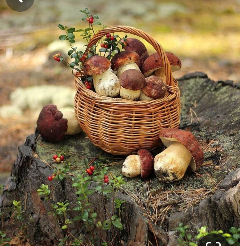 Screenshot_20231222_175629_Pinterest